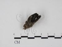 登錄號:F0021058藏品圖，第3張