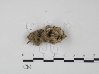 登錄號:F0021060藏品圖，第1張