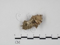 登錄號:F0021060藏品圖，第3張