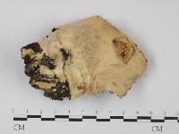 登錄號:F0021061藏品圖，第1張