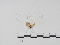 登錄號:F0021062藏品圖，第1張