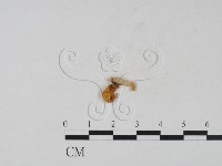 登錄號:F0021062藏品圖，第3張