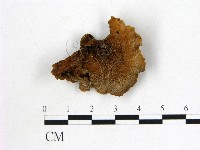 皺木耳藏品圖，第3張
