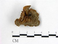 皺木耳藏品圖，第3張
