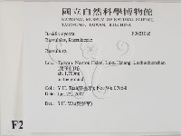 紅菇屬藏品圖，第2張