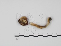 紅菇屬藏品圖，第3張