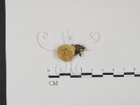 登錄號:F0021066藏品圖，第1張