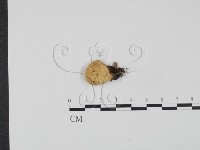 登錄號:F0021066藏品圖，第3張
