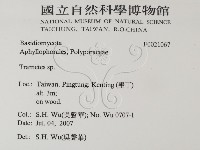 栓菌屬藏品圖，第2張
