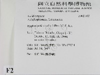 冇骨消絲齒菌藏品圖，第2張