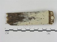 冇骨消絲齒菌藏品圖，第1張