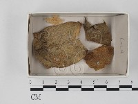登錄號:F0021078藏品圖，第1張