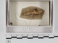 登錄號:F0021081藏品圖，第1張