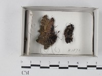 登錄號:F0021092藏品圖，第1張