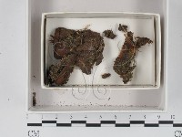 登錄號:F0021105藏品圖，第1張