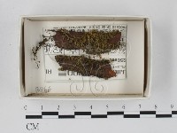 登錄號:F0021106藏品圖，第1張