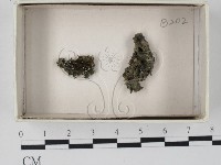 登錄號:F0021107藏品圖，第1張