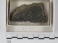 登錄號:F0021116藏品圖，第1張
