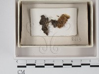 登錄號:F0021117藏品圖，第1張
