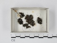 登錄號:F0021119藏品圖，第1張