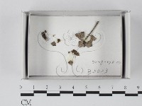 登錄號:F0021124藏品圖，第1張