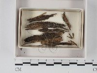 登錄號:F0021125藏品圖，第1張