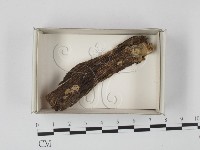 登錄號:F0021128藏品圖，第1張