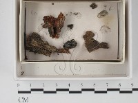登錄號:F0021131藏品圖，第1張