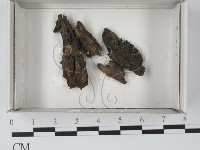 登錄號:F0021132藏品圖，第1張