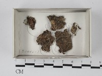 登錄號:F0021133藏品圖，第1張