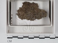 登錄號:F0021136藏品圖，第1張