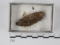 登錄號:F0021138藏品圖，第1張