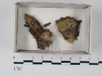登錄號:F0021139藏品圖，第1張