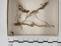 登錄號:F0021143藏品圖，第1張