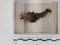 登錄號:F0021145藏品圖，第1張