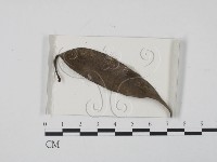 登錄號:F0021147藏品圖，第1張