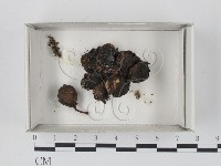 登錄號:F0021148藏品圖，第1張