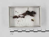 登錄號:F0021149藏品圖，第1張