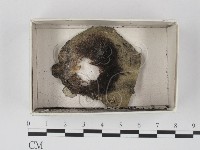 登錄號:F0021154藏品圖，第1張