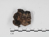 登錄號:F0021156藏品圖，第1張