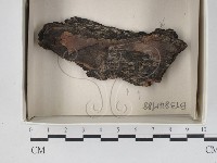 登錄號:F0021161藏品圖，第1張