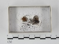 登錄號:F0021165藏品圖，第1張