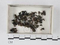 登錄號:F0021166藏品圖，第1張