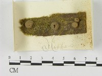 登錄號:F0021174藏品圖，第1張