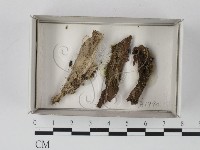 登錄號:F0021175藏品圖，第1張