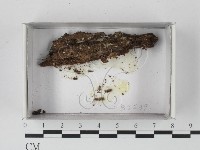 登錄號:F0021176藏品圖，第1張