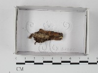 登錄號:F0021177藏品圖，第1張