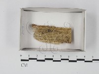 登錄號:F0021178藏品圖，第1張