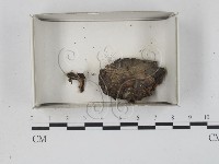 登錄號:F0021184藏品圖，第1張
