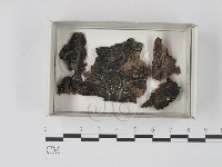 登錄號:F0021186藏品圖，第1張